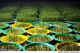 
گل و سبزه شب عید چند؟
