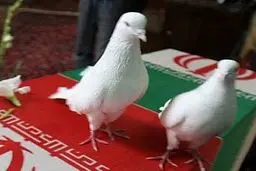 اخبار آرشیوی