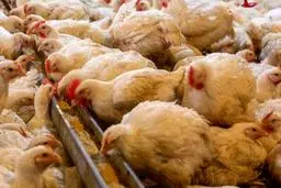 علت افزایش مجدد قیمت مرغ