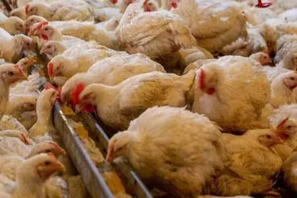 علت افزایش مجدد قیمت مرغ