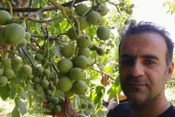 خرید 3 نهال گردو بذری و پیوندی با 300 کیلو باردهی در سال