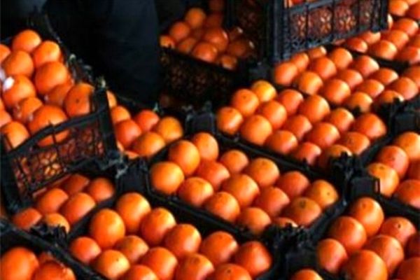 
قیمت پرتقال در باغ ٢٠٠٠ تومان؛ فروش در بازار۲۰ هزار تومان!
