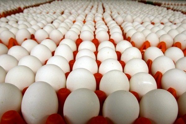 اعلام قیمت تخم‌مرغ در بسته‌های مختلف  