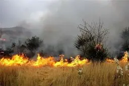 6 هکتار از مراتع تهران دچر حریق شده‌اند