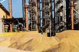 رأی بدوی پرونده ترخیص ۸۰ هزار تن ذرت در گمرک