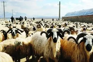 گوشتی که گران است و دامی که اضافه است