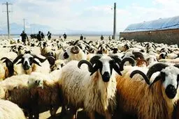 گوشتی که گران است و دامی که اضافه است