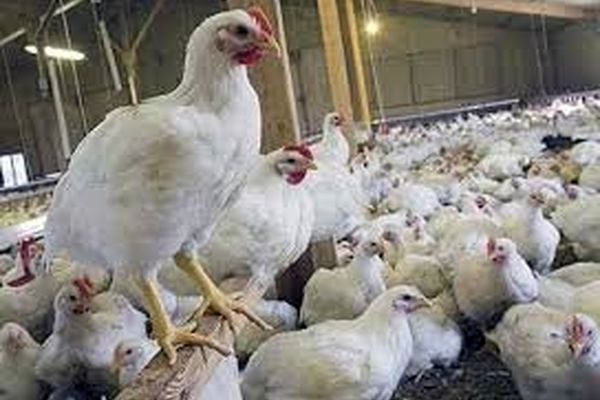 جریمه ۸.۴ میلیاردی تعزیرات برای یک عمده فروش مرغ 