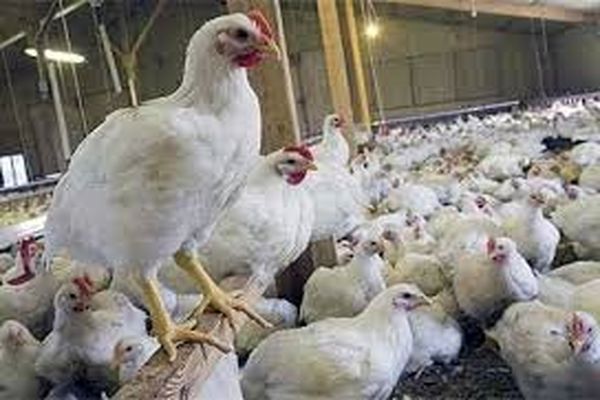 جریمه ۸.۴ میلیاردی تعزیرات برای یک عمده فروش مرغ 