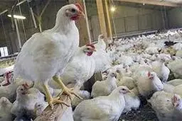جریمه ۸.۴ میلیاردی تعزیرات برای یک عمده فروش مرغ 