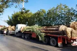 نخل‌های جنجالی از قطر به ایران برگشت خوردند!