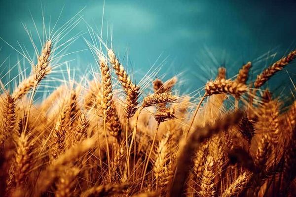 ۷.۲ میلیون تن گندم از کشاورزان خریداری شد