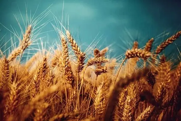 تلاش وزارت جهاد کشاورزی در پرداخت به موقع مطالبات گندم کاران