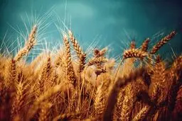 قیمت خرید تضمینی گندم اعلام شد؛ بیمه خشکسالی هم شامل می‌شود
