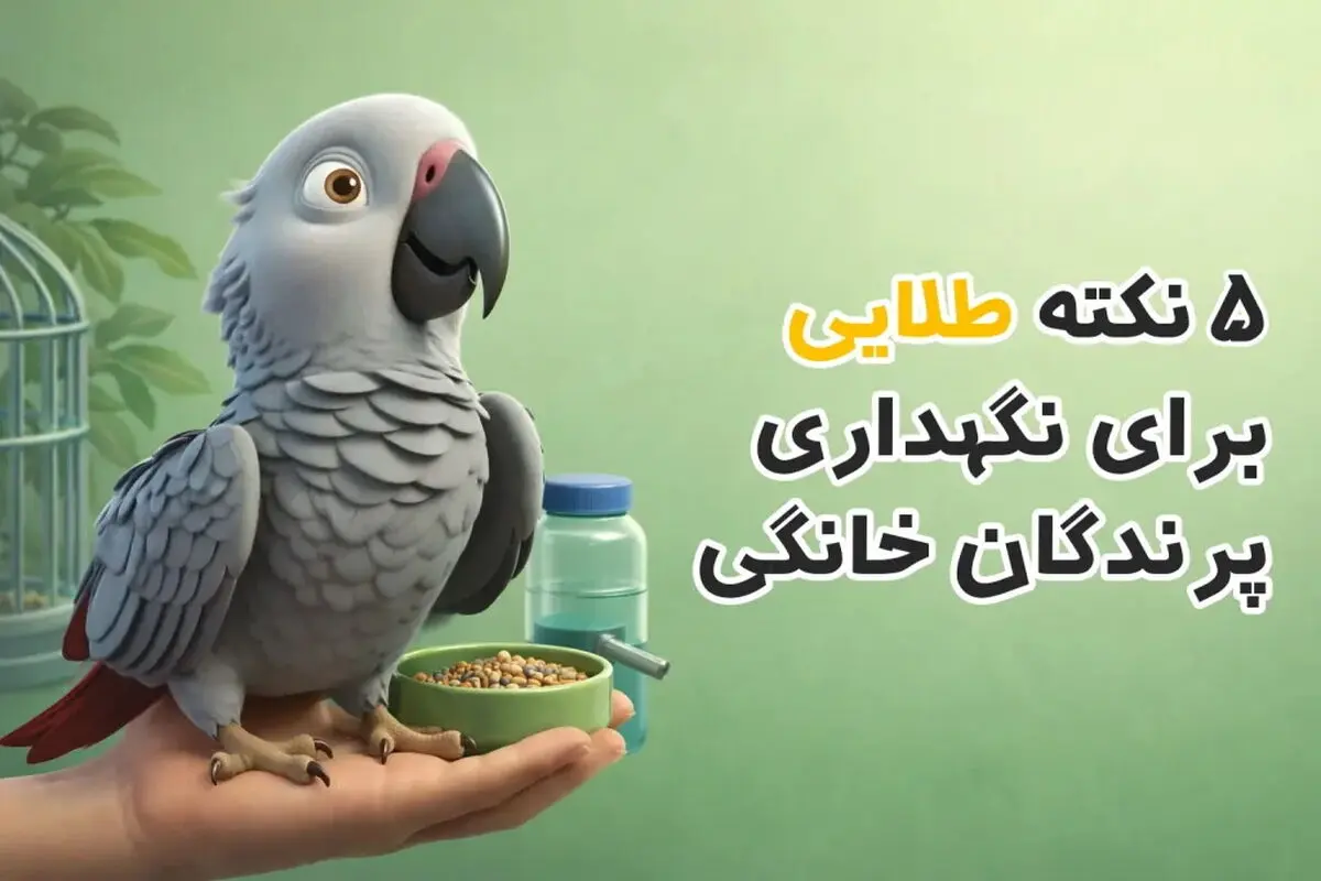 5 نکته طلایی برای نگهداری حرفه‌ای پرندگان زینتی