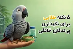 5 نکته طلایی برای نگهداری حرفه‌ای پرندگان زینتی