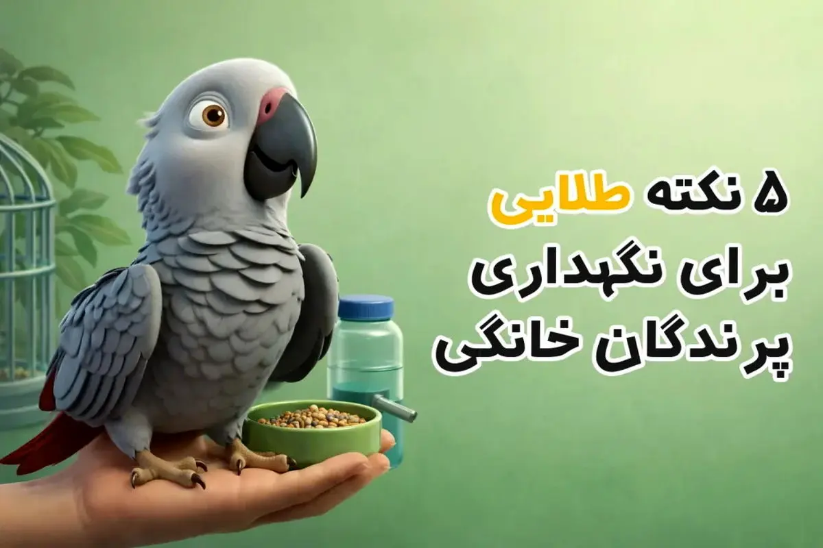 5 نکته طلایی برای نگهداری حرفه‌ای پرندگان زینتی