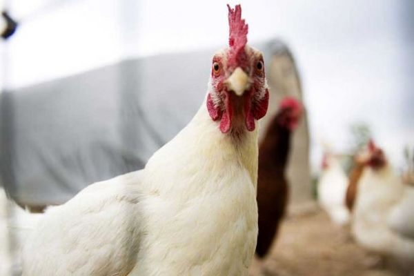 فیلم: چرا مرغ گران به دست مصرف کنندگان می رسد؟
