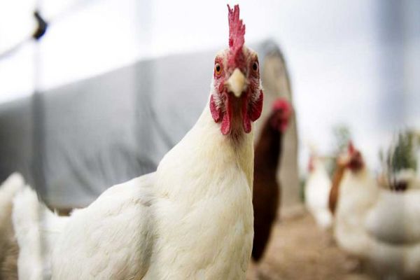 فیلم: چرا مرغ گران به دست مصرف کنندگان می رسد؟
