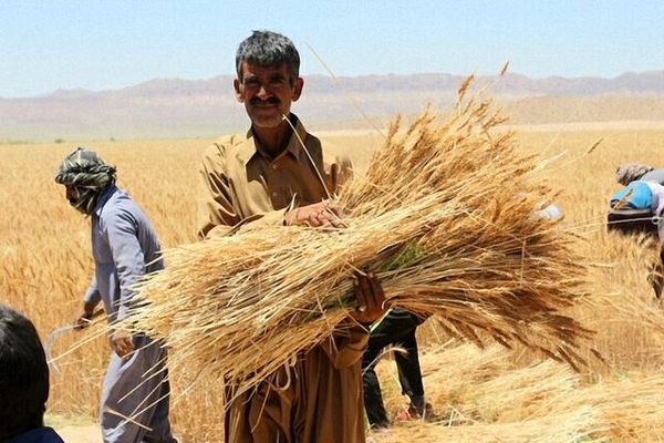 ۳.۲ میلیون تُن گندم از کشاورزان خریداری شد