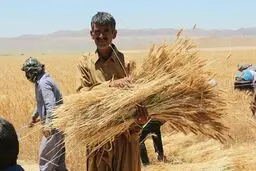 بی‌توجهی نوبخت و دژپسند نسبت به گندم‌کاران