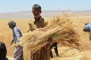 نرخ جدید خرید تضمینی گندم