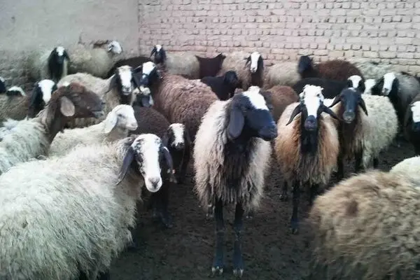 خطر نابودی بیخ گوش صنعت دامپروری کشور