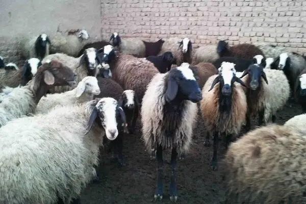 خطر نابودی بیخ گوش صنعت دامپروری کشور