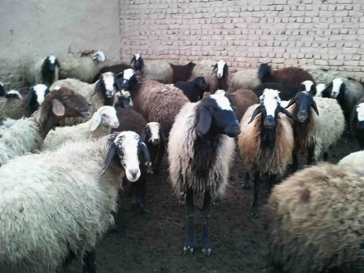 خطر نابودی بیخ گوش صنعت دامپروری کشور