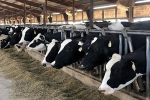 کاهش 15 درصدی تولید شیر در بهار