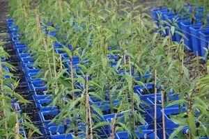 راهنمای خرید نهال بادام؛ معرفی بهترین ارقام برای کاشت