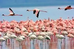 
۱۵ استان گرفتار آنفلوانزای حاد پرندگان شدند
