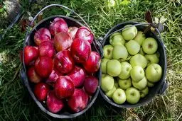 
سرمای اخیر، لوبیا سبز را گران کرد
