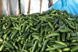 خیار هم لاکچری شد!
