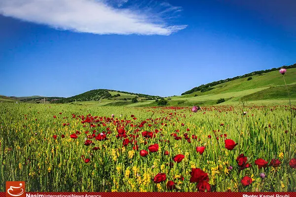 اخبار آرشیوی