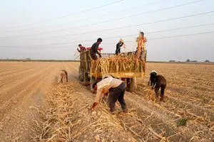 رکورد کشت در هفت تپه شکسته شد