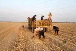 رکورد کشت در هفت تپه شکسته شد