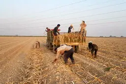 رکورد کشت در هفت تپه شکسته شد