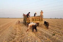رکورد کشت در هفت تپه شکسته شد