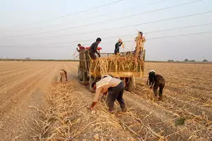 رکورد کشت در هفت تپه شکسته شد