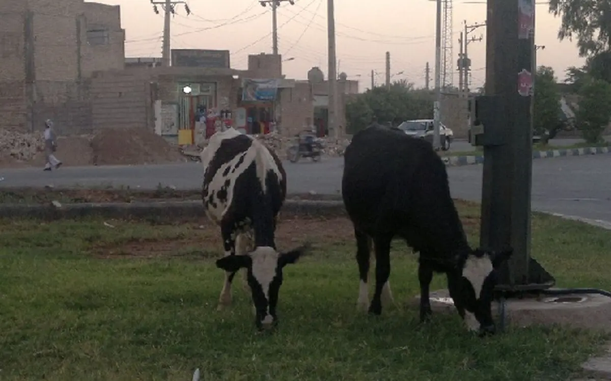 اخبار آرشیوی