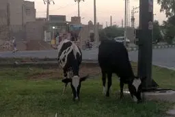 اخبار آرشیوی