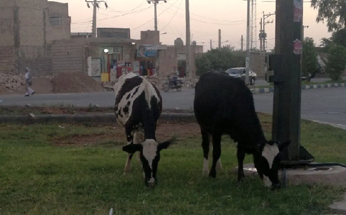 اخبار آرشیوی