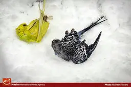 اخبار آرشیوی