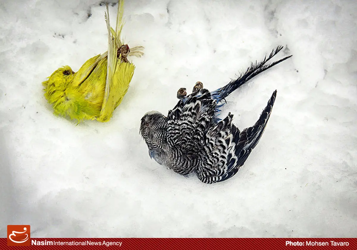 اخبار آرشیوی