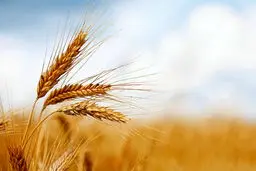 اعلام نرخ پیشنهادی خرید تضمینی گندم با ۱۱ درصد سود برای کشاورزان | قیمت هر کیلو ۳۰ هزار تومان