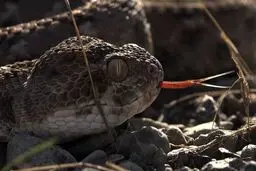 پخش مستند حیات وحش منوجان از شبکه تهران