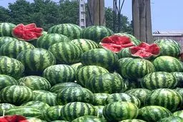 برداشت روزانه ۳۰۰ تن هنداونه در چابهار