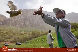 تعداد ۳۹ قطعه پرنده وحشی، در بازار پرندگان 'خلیج' تهران کشف شد