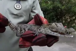 دو تمساح از قاچاقچی حیوانات وحشی در تهران کشف شد